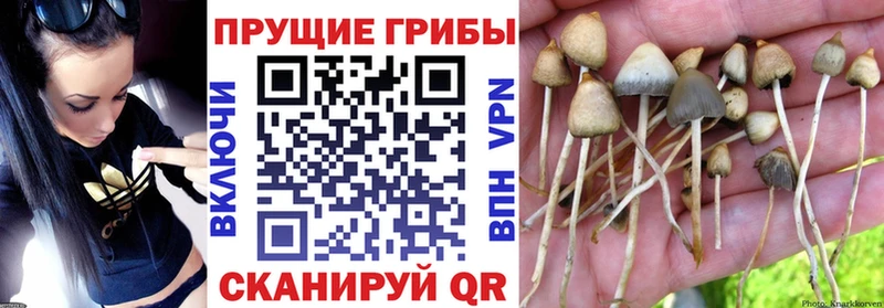как найти наркотики  Красково  Галлюциногенные грибы Magic Shrooms 
